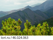 Сосна стланиковая или Кедро́вый стла́ник. ( Pinus pumila (Pall.) Regel, 1859 ) Восточная Сибирь, Республика САХА, Оймяконский район. Стоковое фото, фотограф Павел Просянов / Фотобанк Лори