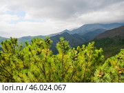 Сосна стланиковая или Кедро́вый стла́ник. ( Pinus pumila (Pall.) Regel, 1859 ) Восточная Сибирь, Республика САХА, Оймяконский район. Стоковое фото, фотограф Павел Просянов / Фотобанк Лори