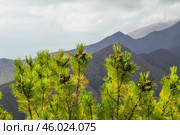 Сосна стланиковая или Кедро́вый стла́ник. ( Pinus pumila (Pall.) Regel, 1859 ) Восточная Сибирь, Республика САХА, Оймяконский район. Стоковое фото, фотограф Павел Просянов / Фотобанк Лори