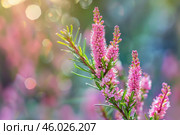 Pink tamarisk flowers blooming in sunlight. Стоковое AI-изображение, AI-художник Иван Рябоконь / Фотобанк Лори