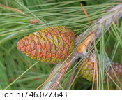 Красивые молодые жёлтые ёлочные шишки. Beautiful cones on a spruce branch. Стоковое фото, фотограф Татьяна Д / Фотобанк Лори