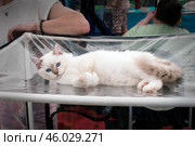 Котёнок подросток породы рэгдолл на выставке кошек и рептилий Юбилейный кот и Остров рептилий в Москве. Стоковое фото, фотограф Алиса Сокол / Фотобанк Лори