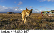 Собака оленеводов. Этнография. Ямальская тундра. Стоковое фото, фотограф Катерина Романова / Фотобанк Лори