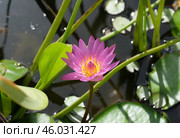 Blooming nymphea closeup (Lat. - nymphaea) Стоковое фото, фотограф Irina Opachevsky / Фотобанк Лори