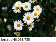 Matricaria chamomilla annual flowering plant of Asteraceae family. Daisy bush. Стоковое фото, фотограф Екатерина Якименко / Фотобанк Лори