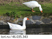 Словацкий белый гусь (Slovak White goose) Стоковое фото, фотограф Александр Тарасенков / Фотобанк Лори