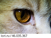 Кошачий глаз. Стоковое фото, фотограф Роман Иванов / Фотобанк Лори