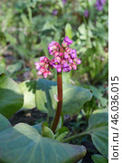 Бадан толстолистный (лат. Bergenia crassifolia) цветет весной в саду. Стоковое фото, фотограф Елена Коромыслова / Фотобанк Лори
