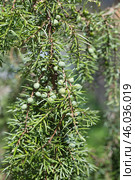 Можжевельник (лат. Juniperus) с зелеными ягодами крупным планом. Стоковое фото, фотограф Елена Коромыслова / Фотобанк Лори