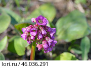Бадан толстолистный (лат. Bergenia crassifolia) в саду крупным планом. Стоковое фото, фотограф Елена Коромыслова / Фотобанк Лори