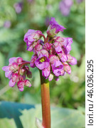 Цветущий бадан толстолистный (лат. Bergenia crassifolia) крупным планом. Стоковое фото, фотограф Елена Коромыслова / Фотобанк Лори