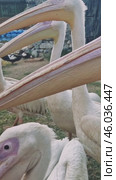 Pelicans clustering together inside enclosed outdoor space, displaying characteristic white feathering and elongated beak profiles near habitat boundary. Стоковое видео, видеограф ILIA GOROKHOV / Фотобанк Лори