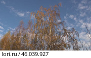 Пожелтевшая береза на закате солнца. Октябрь. Ускоренная съемка. Yellowed birch at sunset. October. Accelerated shooting. Стоковое видео, видеограф Горшков Александр / Фотобанк Лори