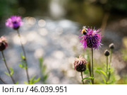 Южный Урал, цветущий василек шероховатый (Centaurea scabiosa) на берегу реки. Southern Urals, a blooming greater knapweed (Centaurea scabiosa) on the river bank. Стоковое фото, фотограф Евгений Романов / Фотобанк Лори