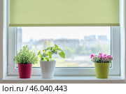 Motorized blinds green color closeup in the window opening. Automatic home roller shades and curtains. Modern bottom up privacy shades half raised on apartment windows. Windowsill with plants. Стоковое AI-изображение, AI-художник Марина Демидюк / Фотобанк Лори