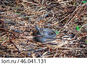 Viper snake (Vipera berus) on dried grass wakes up after winter under warm rays of sun. Стоковое фото, фотограф Зарифа Арсланова / Фотобанк Лори