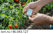 Hands carefully measuring tomato growth with modern sensor device in vibrant garden setting. Стоковое AI-видео, аниматор Zakharova Natasha / Фотобанк Лори