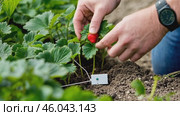 Smart sensor for the growth of strawberry plants in a sunny garden. Стоковое AI-видео, аниматор Zakharova Natasha / Фотобанк Лори
