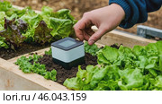 Person using smart sensor to monitor garden plant health for sustainable urban farming. Стоковое AI-видео, аниматор Zakharova Natasha / Фотобанк Лори