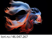 Colorful betta fish flaunting flowing fins on dark background. Стоковое AI-изображение, AI-художник Иван Рябоконь / Фотобанк Лори