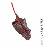 Beetroot leaves, fresh beet leaf. Мангольд. Стоковое фото, фотограф Roman B. / Фотобанк Лори