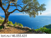 Gnarled tree overlooking tranquil blue mediterranean sea from clifftop vantage point. Стоковое AI-изображение, AI-художник Иван Рябоконь / Фотобанк Лори