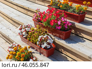 Colorful flowers grow in brown pots at the stairs in the garden. Стоковое фото, фотограф EugeneSergeev / Фотобанк Лори
