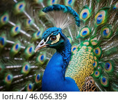 Peacock, or Indian peafowl (Pavo cristatus) is a genus of large birds of the pheasant family of the order Galliformes. Characterized by a small head with areas of bare skin on the sides, a long neck. Males are distinguished by a bright green, metallic-sheen and "eye" patterned train formed by long (up to 140-160 cm), wide and spread feathers of the upper tail, which the mating bird raises vertically and spreads like a fan. Стоковое AI-изображение, AI-художник Сергей Елизарьев / Фотобанк Лори