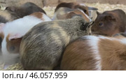 Bunch of guinea pigs feeding on grass in a farm. Small scale business of breeding and sale of pet animals, Brood of hungry Guinea pigs asking food. Close-up. Стоковое видео, видеограф Регина Ерофеева / Фотобанк Лори