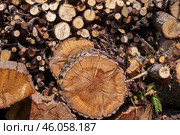 Фон - бревна и ветки. Стоковое фото, фотограф Евгения Золкина / Фотобанк Лори