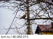 Городской пейзаж. Горлица на дереве. Воронеж. Стоковое фото, фотограф Владимир Шибаев / Фотобанк Лори