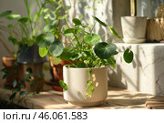 Pilea peperomioides enjoying sunlight on wooden shelf. Стоковое AI-изображение, AI-художник Иван Рябоконь / Фотобанк Лори