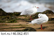 Морской голубок, птица на берегу моря. Стоковое фото, фотограф Dia Wild / Фотобанк Лори