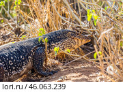 Бенгальский варан (Varanus bengalensis) идёт по земле среди низкой травы (2016 год). Стоковое фото, фотограф Анна Ефимова / Фотобанк Лори
