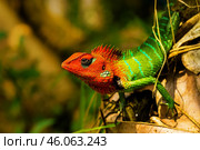 Обыкновенный калот (Calotes calotes), портрет крупным планом. Стоковое фото, фотограф Анна Ефимова / Фотобанк Лори