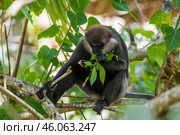 Краснолицый гульман (Semnopithecus vetulus) кормится сидя на ветке дерева (2016 год). Стоковое фото, фотограф Анна Ефимова / Фотобанк Лори