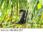 Краснолицый гульман (Semnopithecus vetulus) сидит среди листьев пальмы (2016 год). Стоковое фото, фотограф Анна Ефимова / Фотобанк Лори