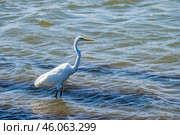 Большая белая цапля (Casmerodius albus) на охоте: стоит в воде и ищет добычу. Стоковое фото, фотограф Анна Ефимова / Фотобанк Лори