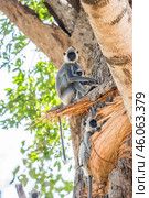 Группа гульманов (Semnopithecus priam), или лангуров, сидит на ветвях большого дерева на фоне ствола (2016 год). Стоковое фото, фотограф Анна Ефимова / Фотобанк Лори