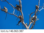 Группа гульманов (Semnopithecus priam), или лангуров, сидит на ветвях сухого дерева на фоне голубого неба (2016 год). Стоковое фото, фотограф Анна Ефимова / Фотобанк Лори