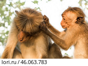 Детёныш цейлонского макака (Macaca sinica) ищет блох у взрослой обезьяны. Стоковое фото, фотограф Анна Ефимова / Фотобанк Лори