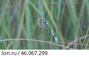 Паук Аргиопа Брюнниха или паук-оса Argiope bruennichi. Стоковое видео, видеограф Александр Мамонтов / Фотобанк Лори