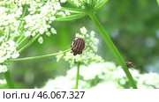 Щитник линейчатый или Клоп итальянский Graphosoma italicum. Стоковое видео, видеограф Александр Мамонтов / Фотобанк Лори