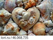 Seashells forming heart shape on dark background. Стоковое AI-изображение, AI-художник Иван Рябоконь / Фотобанк Лори