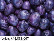 Many whole raw fresh purple potatoes filling the frame. Стоковое AI-изображение, AI-художник Иван Рябоконь / Фотобанк Лори