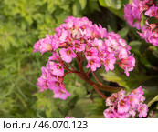 Pink saxifrage close up. Стоковое фото, фотограф Argument / Фотобанк Лори