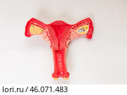 Top view healthy anatomical model of the uterus and Ovaries on white background. Reproductive system and Pregnancy concept. Стоковое фото, фотограф Ирина Михайличенко / Фотобанк Лори