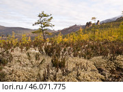 Осень в горах Якутии,  золотая лиственница, олений мох - ягель ( Оймяконский район ) Стоковое фото, фотограф Павел Просянов / Фотобанк Лори