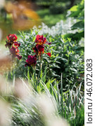 A red, burgundy iris flower in a blooming summer garden. Beautiful natural natural background. Стоковое фото, фотограф Photojuli / Фотобанк Лори