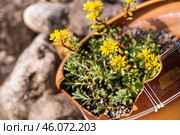 Landscape design. Planting, disembarking, and gardening. A natural, blooming, environmentally friendly natural background. Стоковое фото, фотограф Photojuli / Фотобанк Лори
